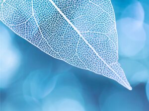 Soul Midwives Scotland - A place to find support, learning and companionship around end-of-life care.